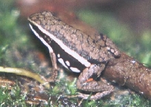 Epipedobates (hahneli)