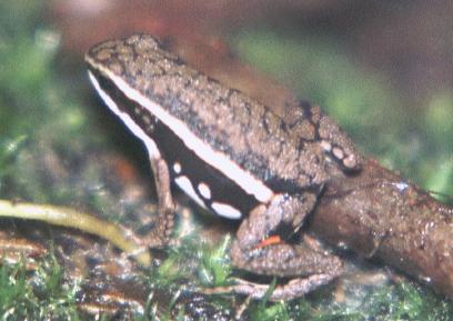 Epipedobates (hahneli)