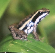 Epipedobates (hahneli)