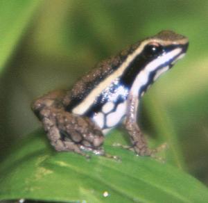 Epipedobates (hahneli)
