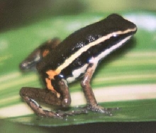 Epipedobates pictus