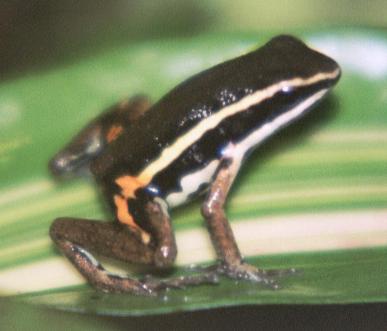 Epipedobates pictus