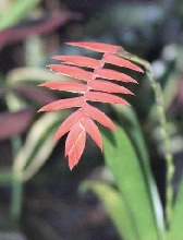 Tillandsia dyeriana