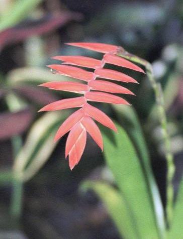 Tillandsia dyeriana