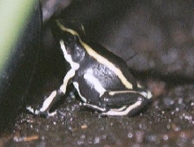 Dendrobates truncatus