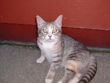 Kitty