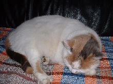 Another pic of my cat
