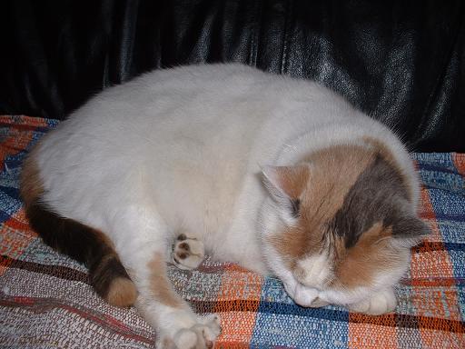 Another pic of my cat