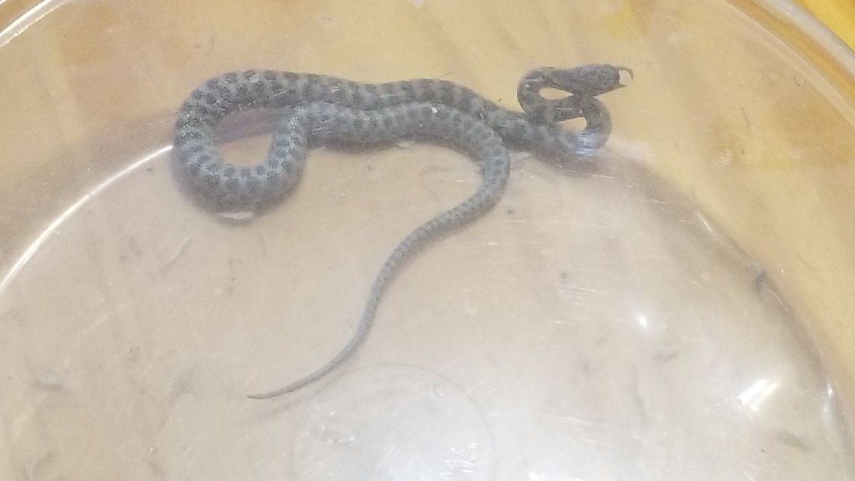 Senticolis Triapsis 2018 hatchling