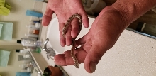 Senticolis Triapsis 2018 hatchling