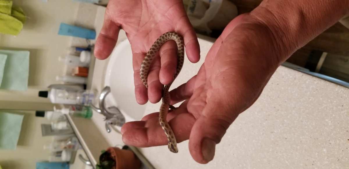 Senticolis Triapsis 2018 hatchling