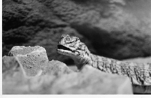 Baby Uromastyx