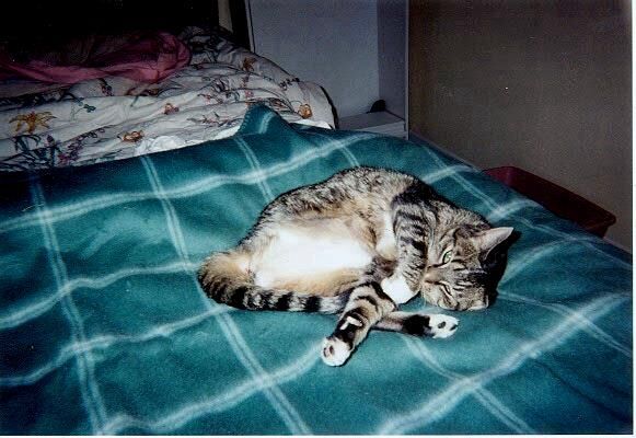 Litta Tripod Corkie with legs crossed on Mom's heating blanket on my bed