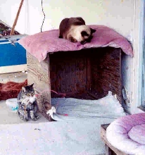 Benji on Patio playing while Kotton watches