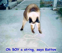 Kotti says "OH BOY!  A string!