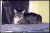 Corkie on bedroom kitty shelf