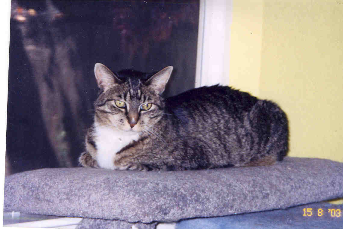 Corkie on bedroom kitty shelf