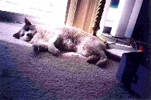 Tiny Missy girl lying on her side in the sun