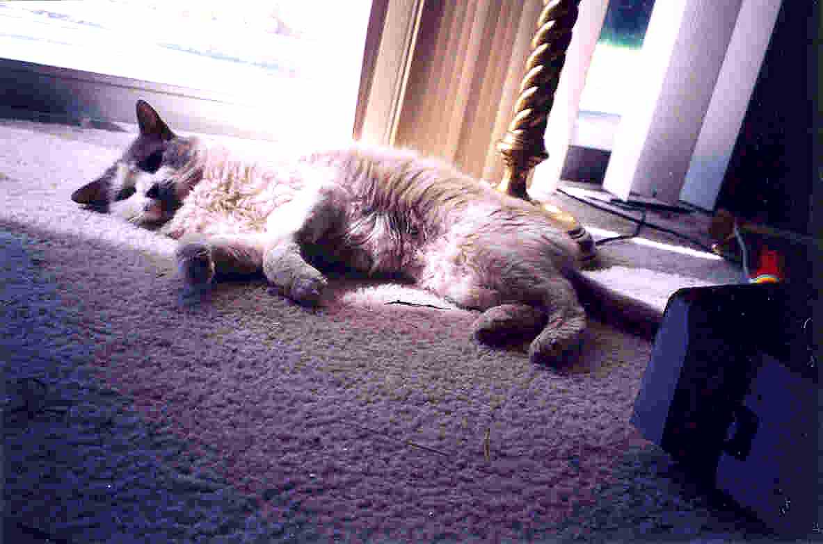 Tiny Missy girl lying on her side in the sun