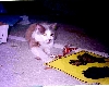 Miss Missy playing with da Bird feathers on the Poodle place mat