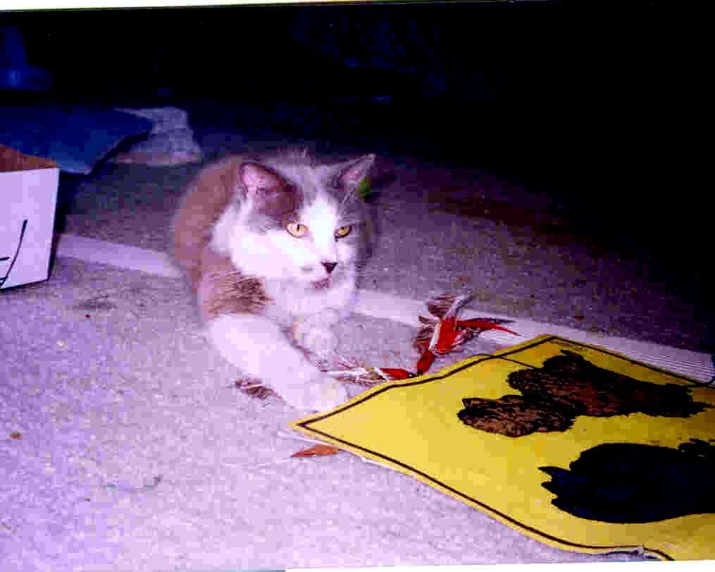 Miss Missy playing with da Bird feathers on the Poodle place mat