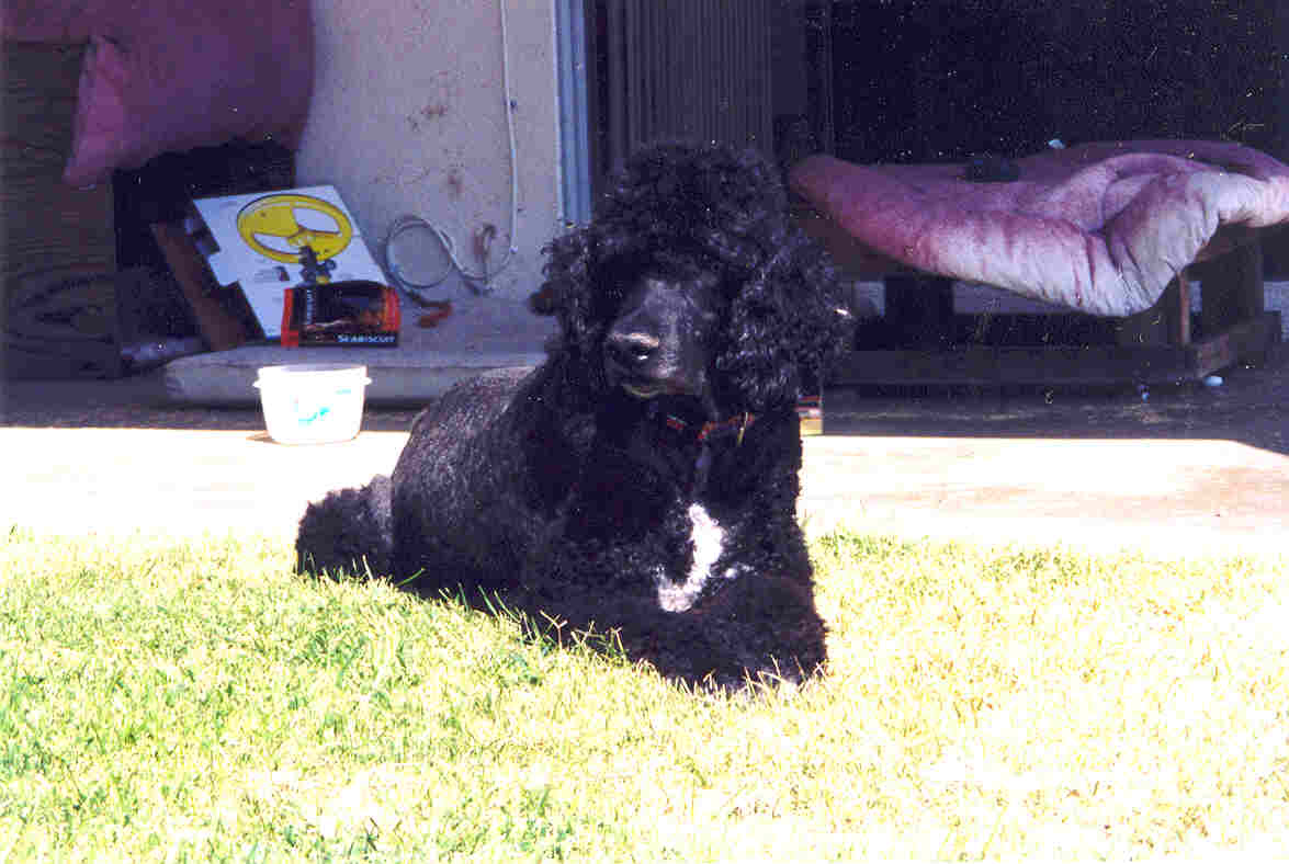 Best Tuxedo Standard Poodle EVER