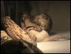 boa eating
