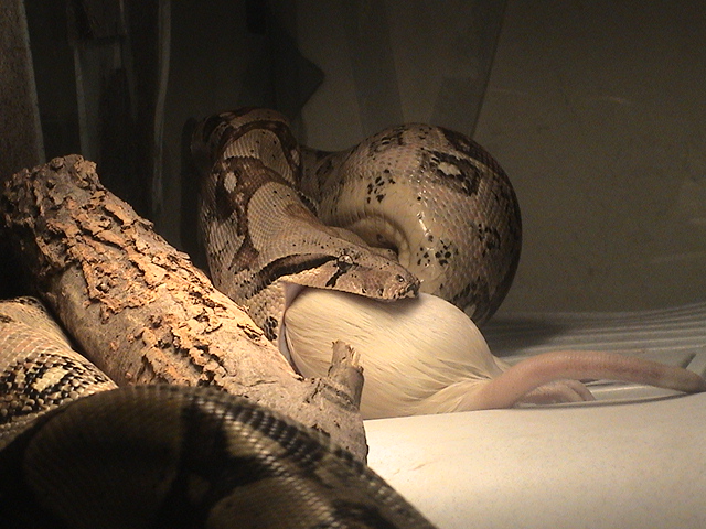 boa eating