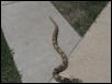 boa