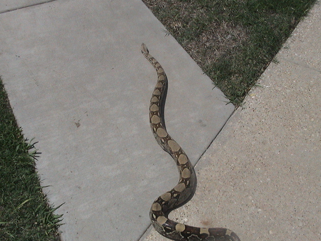 boa