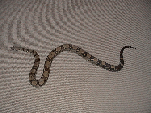 boa
