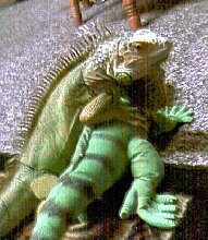 gizmo vs stuffed iguana:)