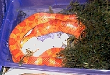 laying eggs