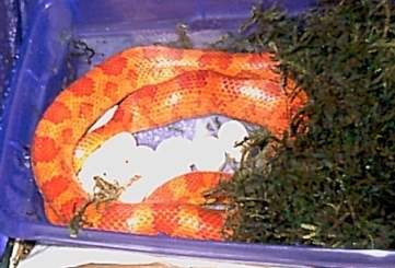 laying eggs