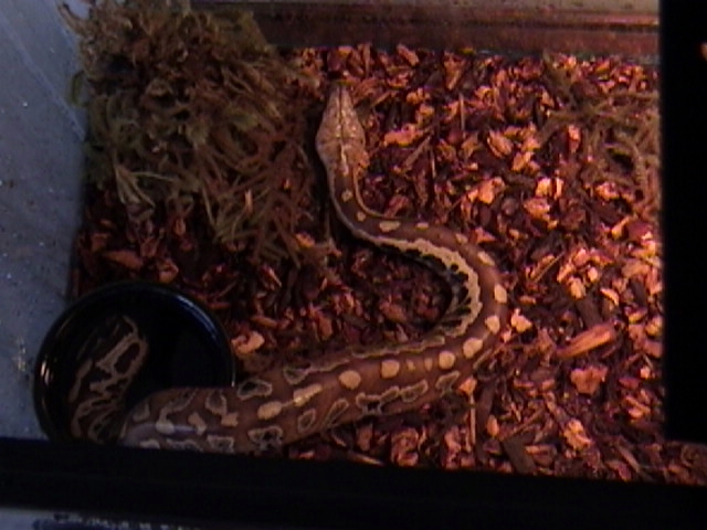 Sumatran Short Tail (?)
