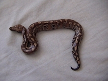 Short Tailed Python