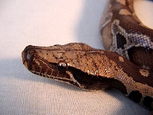 Short Tailed Python