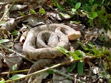 Copperhead