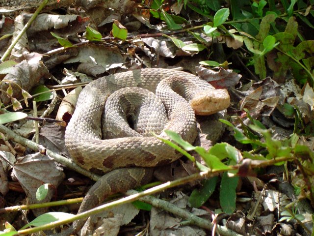 Copperhead
