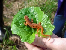 Red Eft