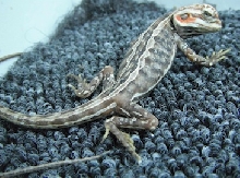 Cool looking striped silkback