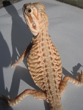 Female Hypo Silkback