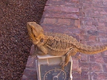 100% Het leucistic Female