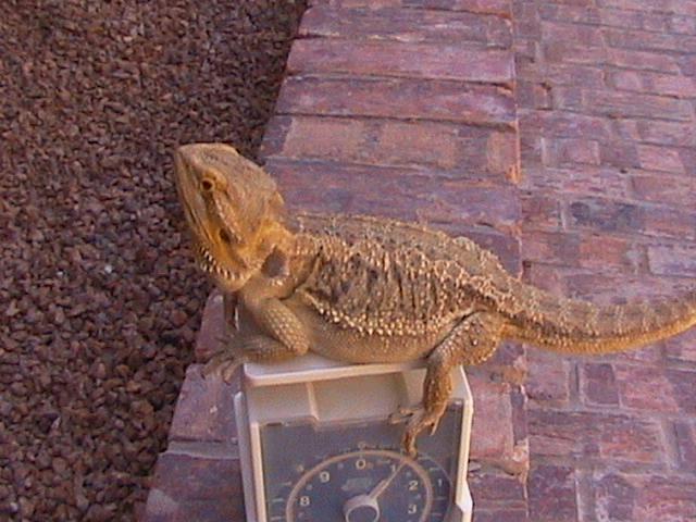 100% Het leucistic Female
