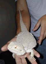 New male Leucistic (WOW!) Can you say White!