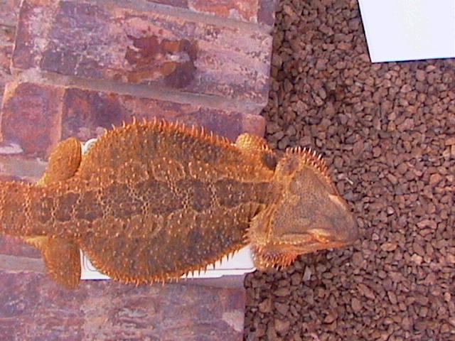 Super High Orange female