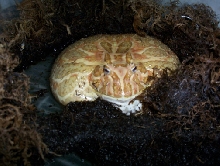 Albino Pacman Frog