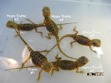 Trans poss het Hypo and Hypo Trans babies