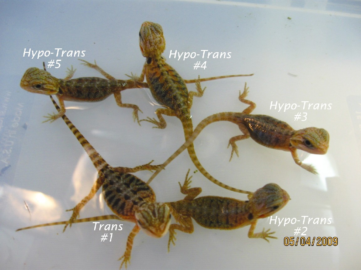 Trans poss het Hypo and Hypo Trans babies