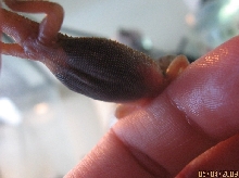 Hypo trans belly